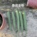 棱角大肉花点丝瓜种籽杂交早中熟肉厚味甜抗病高产丝瓜种籽