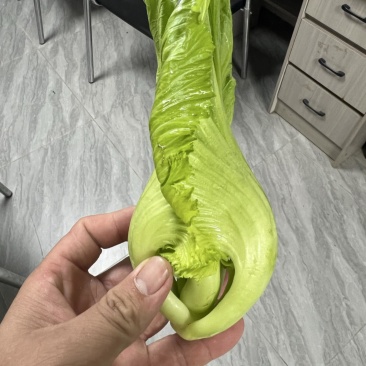 精品电白水东芥菜电白原产地芥菜