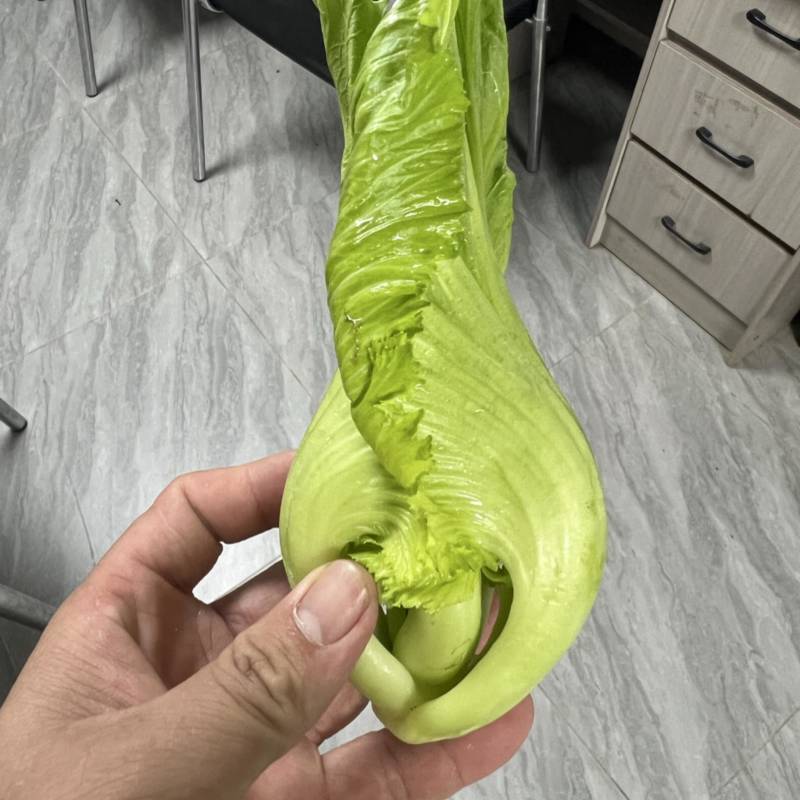 精品电白水东芥菜电白原产地芥菜