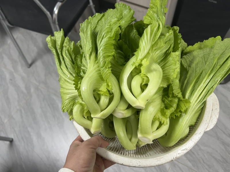 精品电白水东芥菜电白原产地芥菜