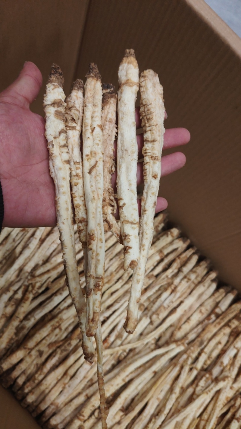精品北沙参干货规格齐全质量保证一手货源可电话咨询