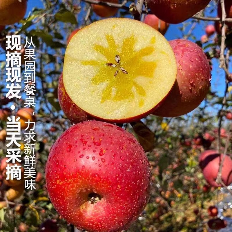 《一件代发》高山昭通大凉山丑苹果。冰糖心苹果。对接各大平
