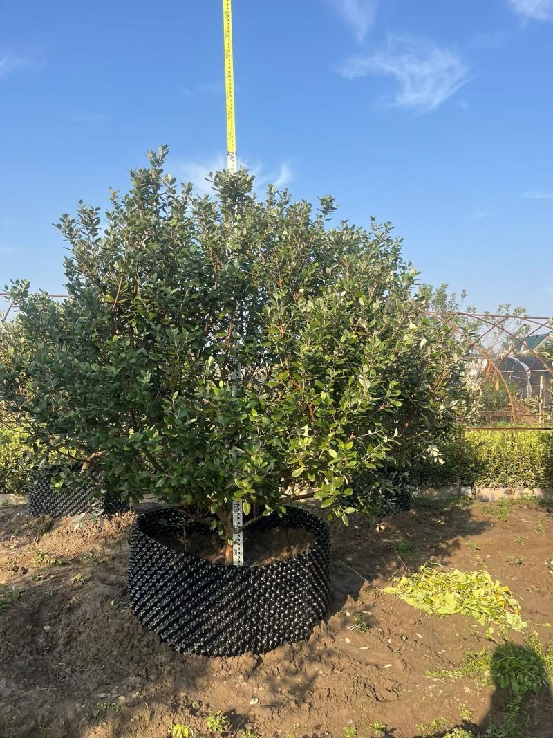 菲油果冠幅:1.2m、1.5m、1.8m、2m，欢迎订购