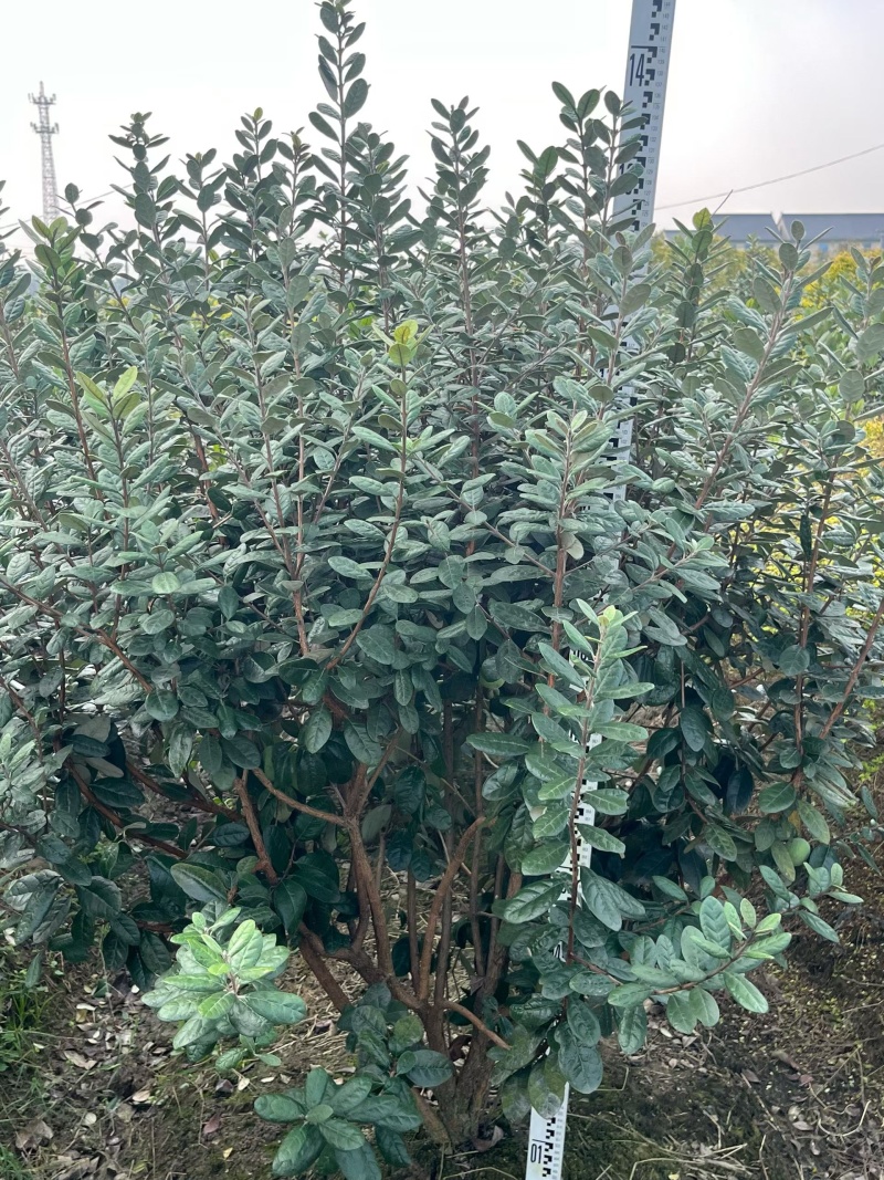 菲油果冠幅:1.2m、1.5m、1.8m、2m，欢迎订购