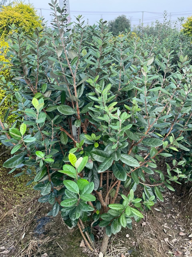菲油果冠幅:1.2m、1.5m、1.8m、2m，欢迎订购