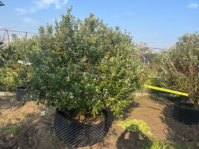 菲油果冠幅:1.2m、1.5m、1.8m、2m，欢迎订购