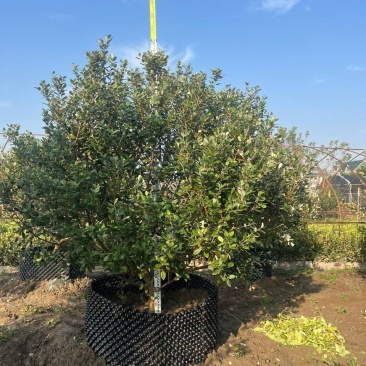 菲油果冠幅:1.2m、1.5m、1.8m、2m，欢迎订购