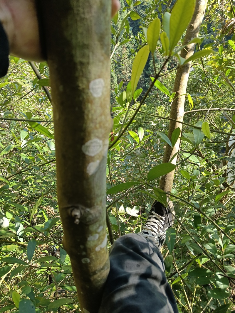 新鲜当季生态水果，木竹子木竹果竹桔野枇杷酸筒子果