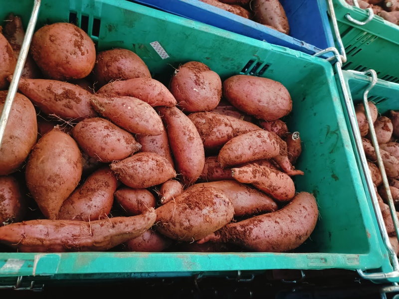 缇尼丝