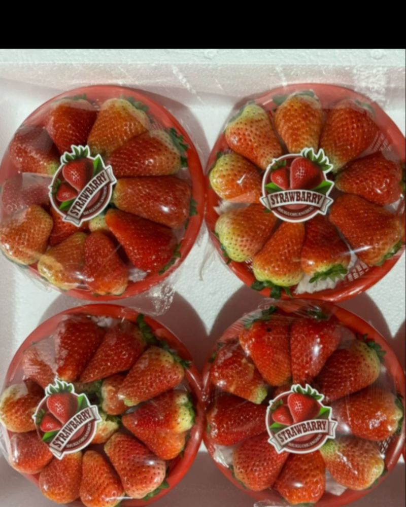 天仙醉奶油草莓产地直供大量现货品质保证价格优惠