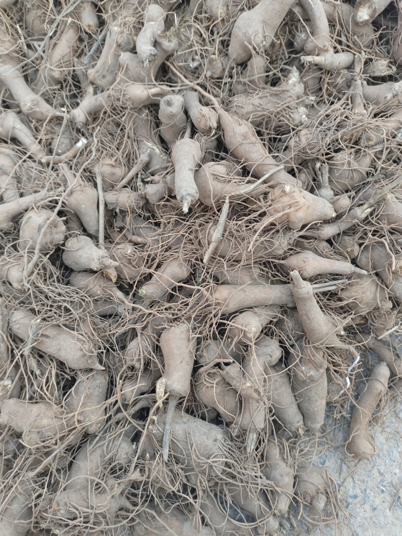 鲜白术芽，自家种植优质改良白术芽无病菌