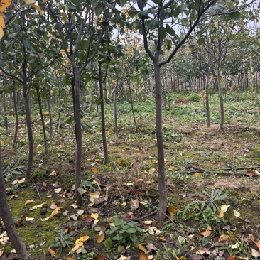 4公分梨树定值雨露香红香酥梨树已经开花结果