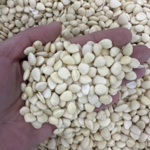 去皮苦杏仁