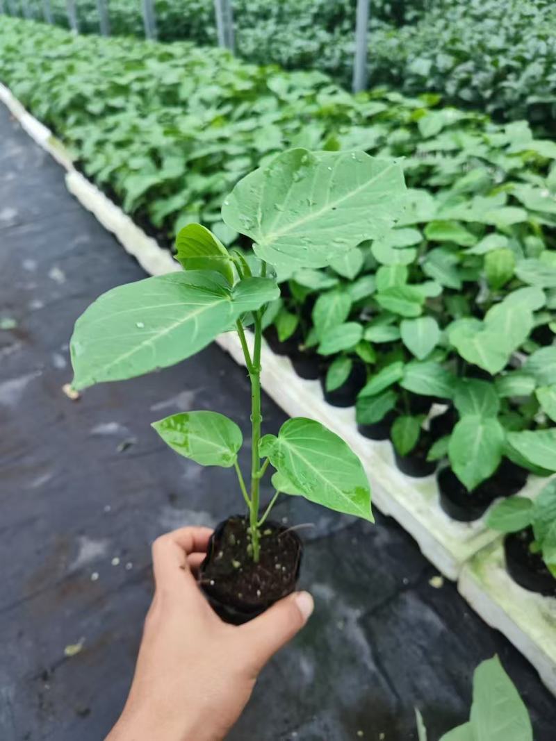 哥伦比亚热情果苗