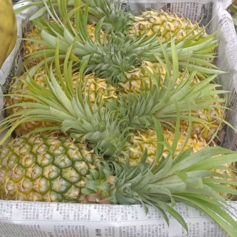 徐闻香水菠萝