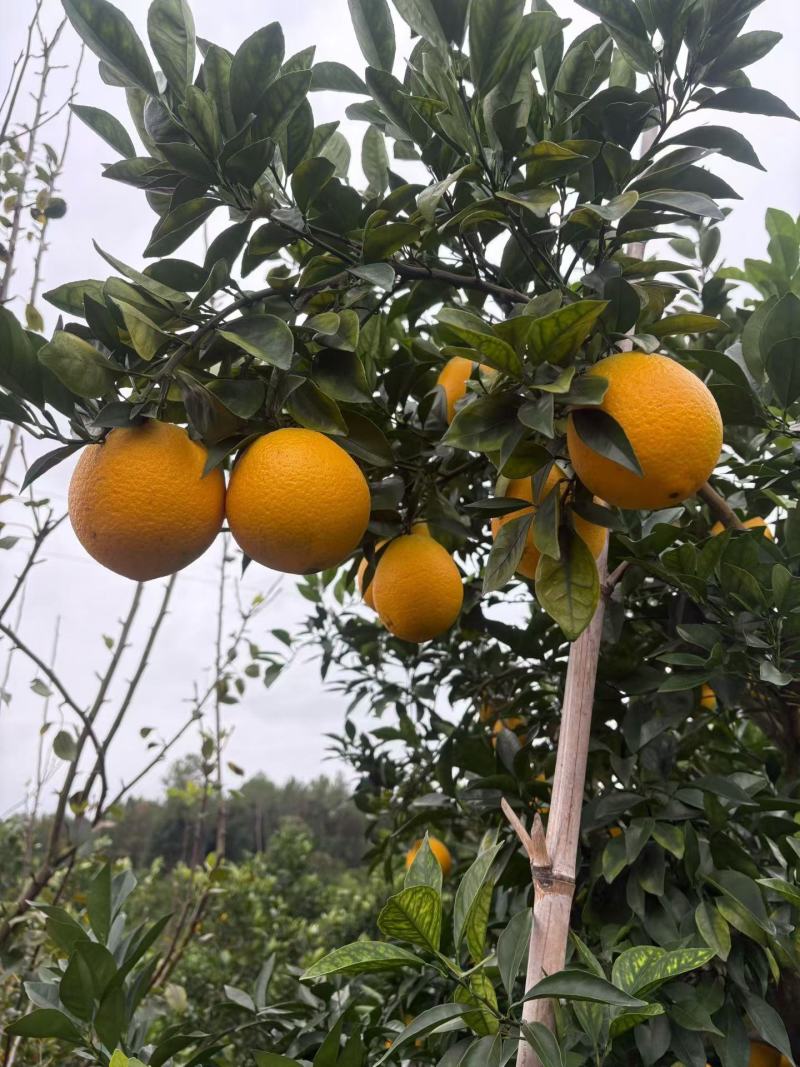 赣南脐橙千亩种植园