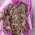 长期供应白芨品质保证量大从优24小时在线服务随时满足您的需求