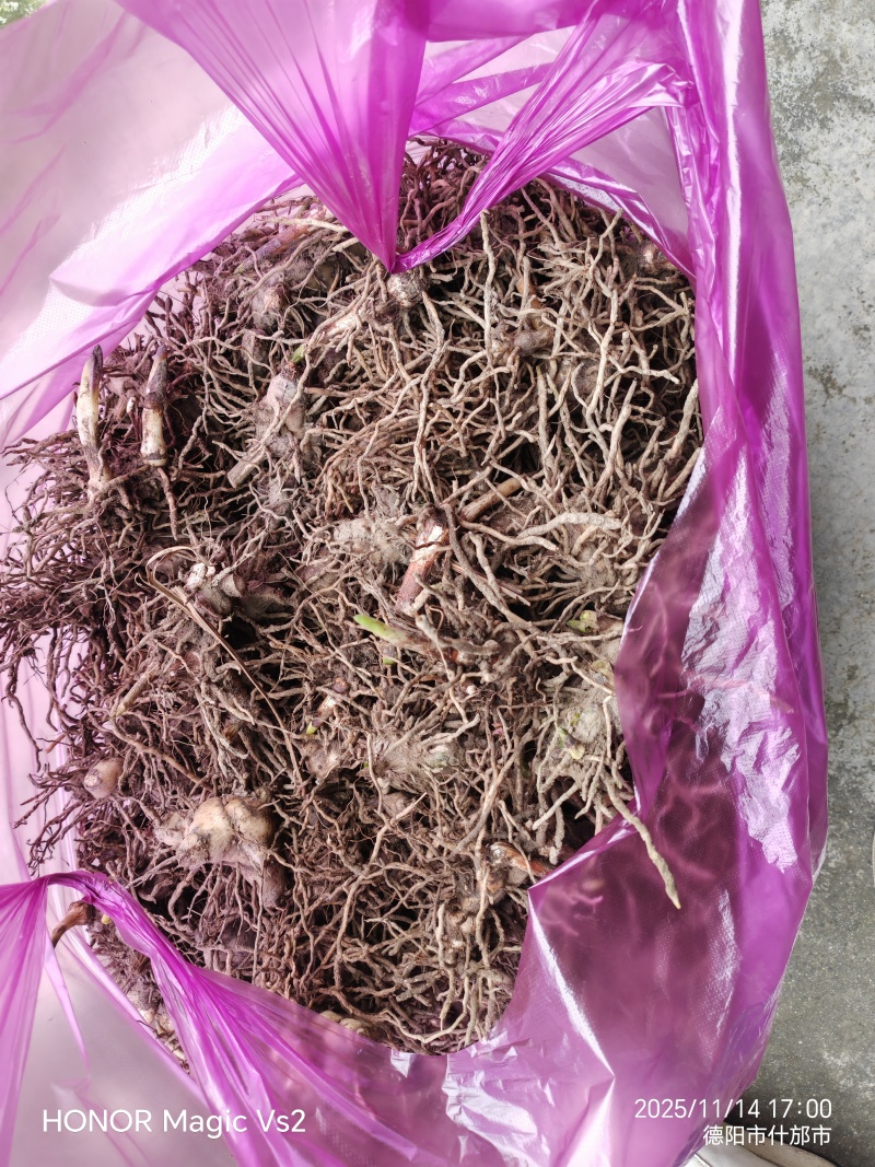 长期供应白芨品质保证量大从优24小时在线服务随时满足您的需求