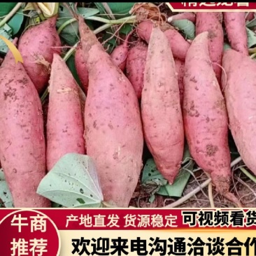 龙九西瓜红专业市场、电商（一件代发）一手货源洽谈合作