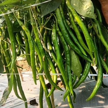 3号精品货，大量有货，有需求的市场可以随时联系
