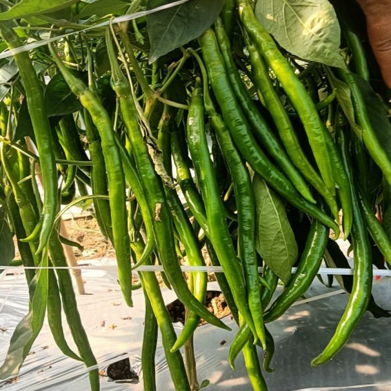 3号精品货，大量有货，有需求的市场可以随时联系