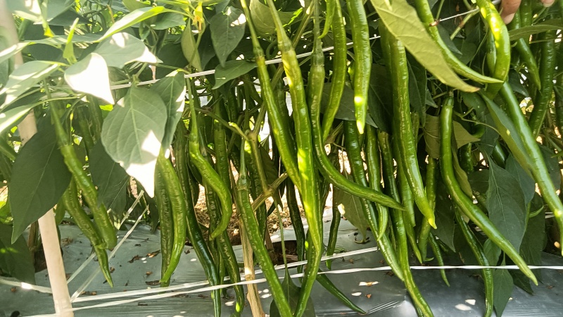 3号精品货，大量有货，有需求的市场可以随时联系