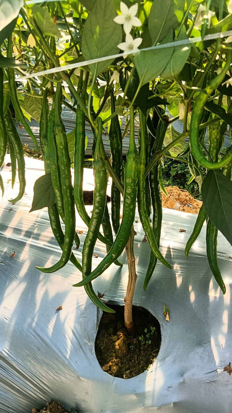 3号精品货，大量有货，有需求的市场可以随时联系