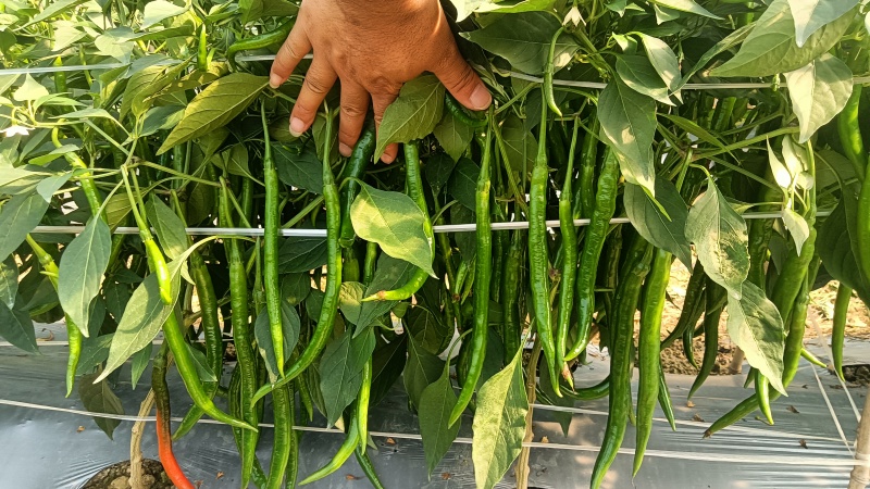 3号精品货，大量有货，有需求的市场可以随时联系