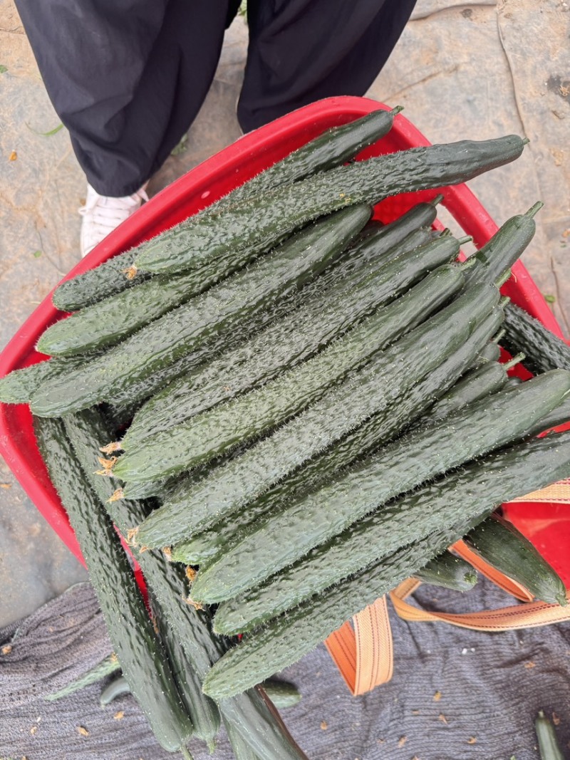 《广东黄瓜》密刺黄瓜，一手货源，产地直发，对应全国