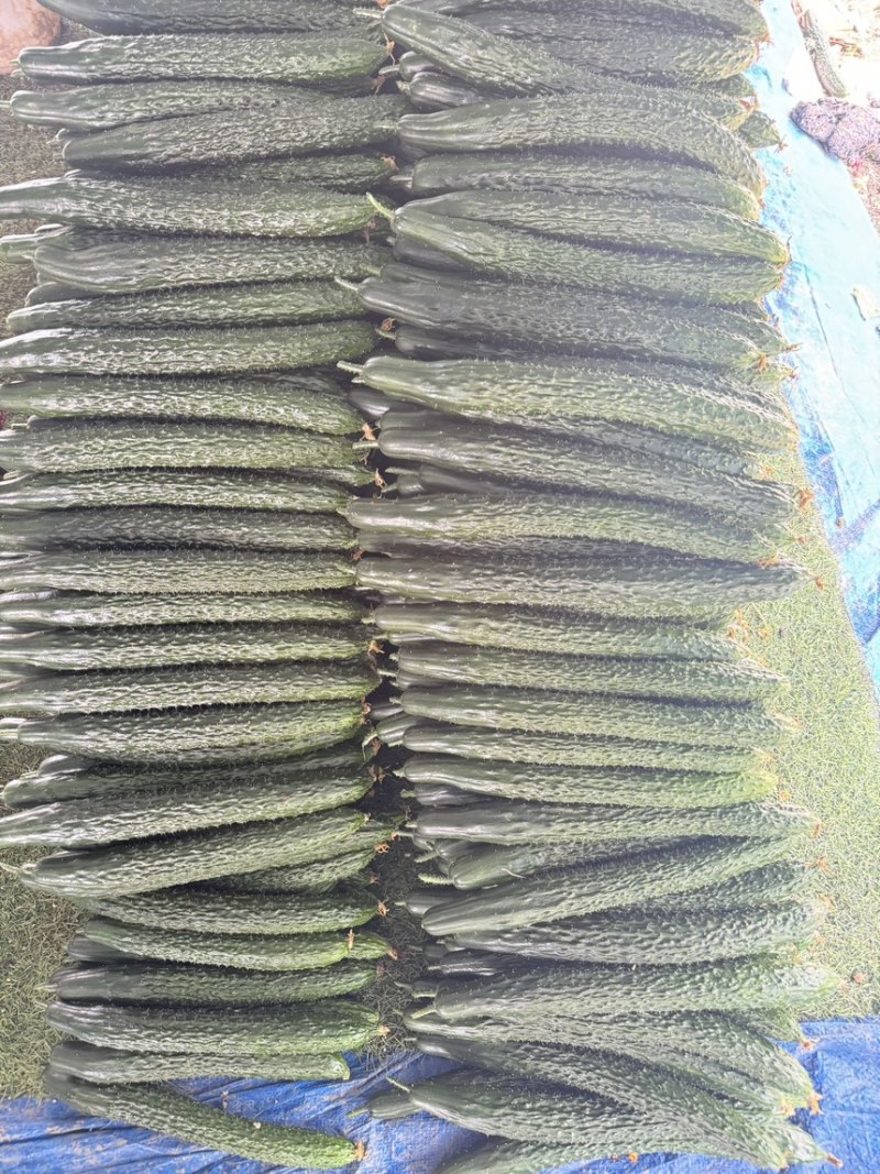 《广东黄瓜》密刺黄瓜，一手货源，产地直发，对应全国
