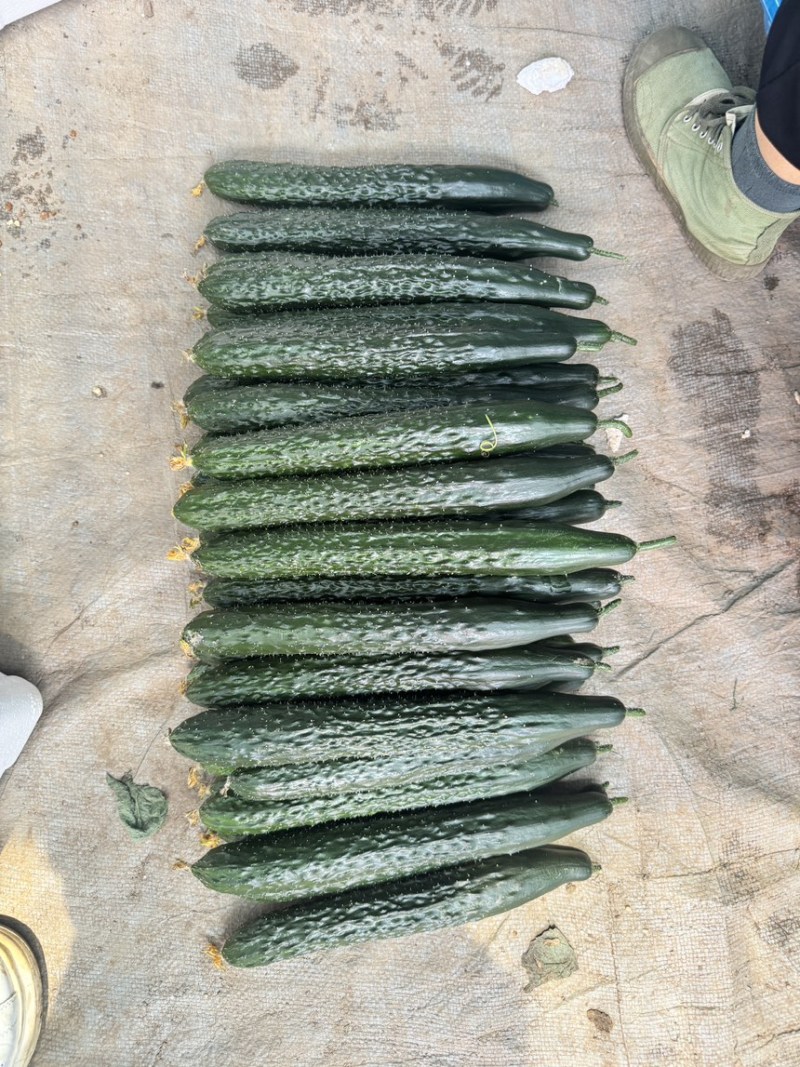 《广东黄瓜》密刺黄瓜，一手货源，产地直发，对应全国