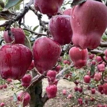 甘肃天水花牛苹果75以上精品果