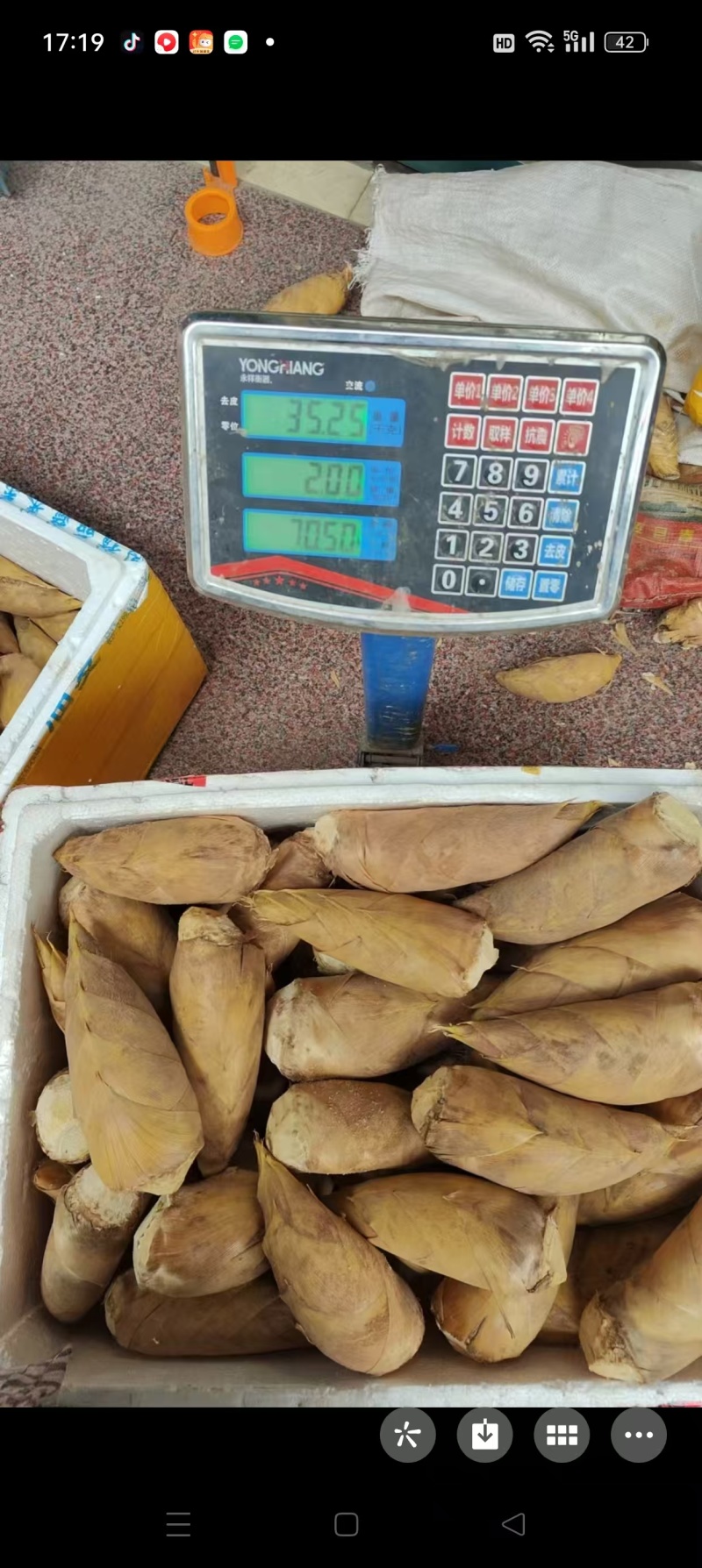 小中笋大中笋