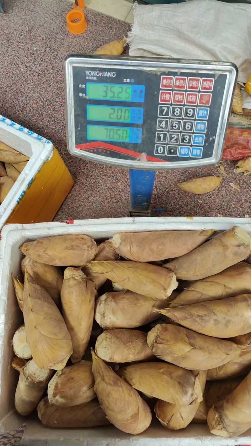 小中笋大中笋