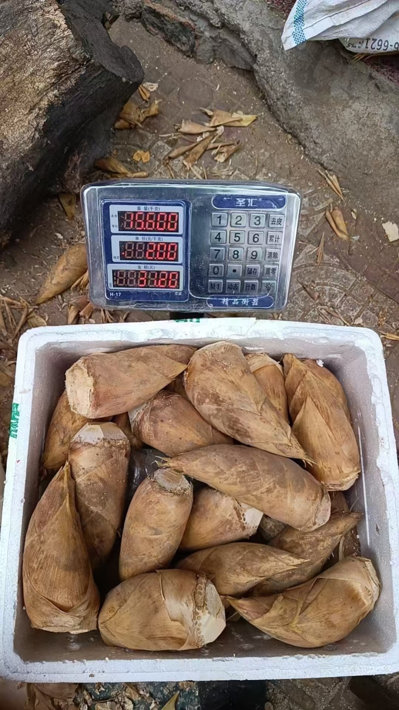小中笋大中笋