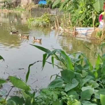 正宗土鸭