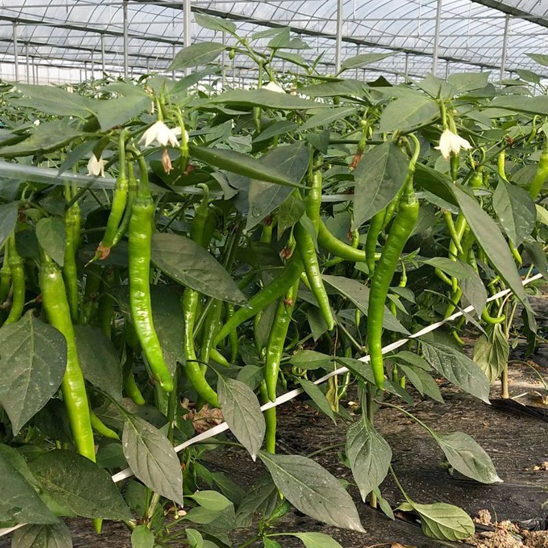 杭椒10号辣椒种子微辣早熟杭椒尖椒不辣顺直品质好蔬菜