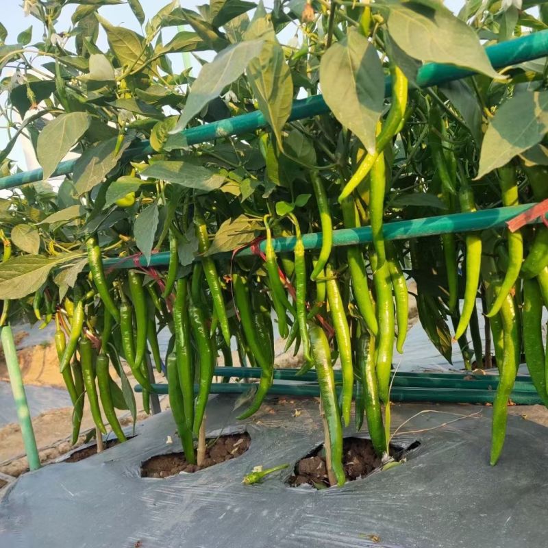 杭椒10号辣椒种子微辣早熟杭椒尖椒不辣顺直品质好蔬菜