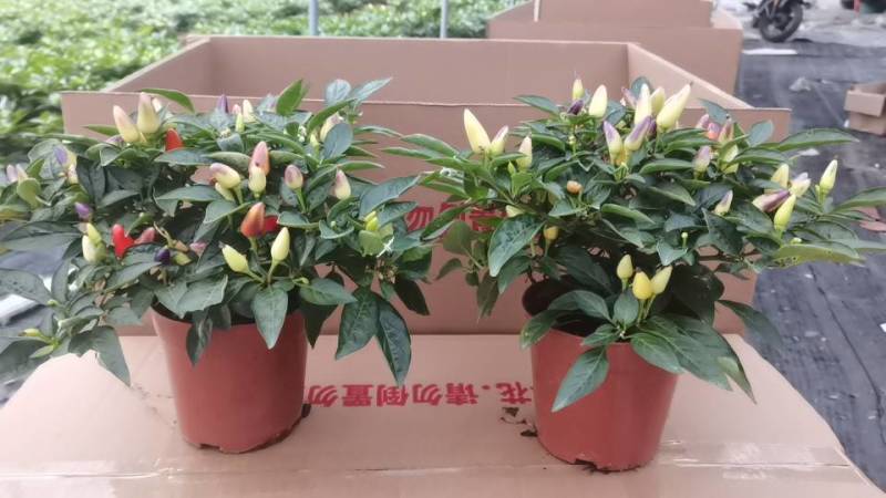 叶绿果多，株型平整，