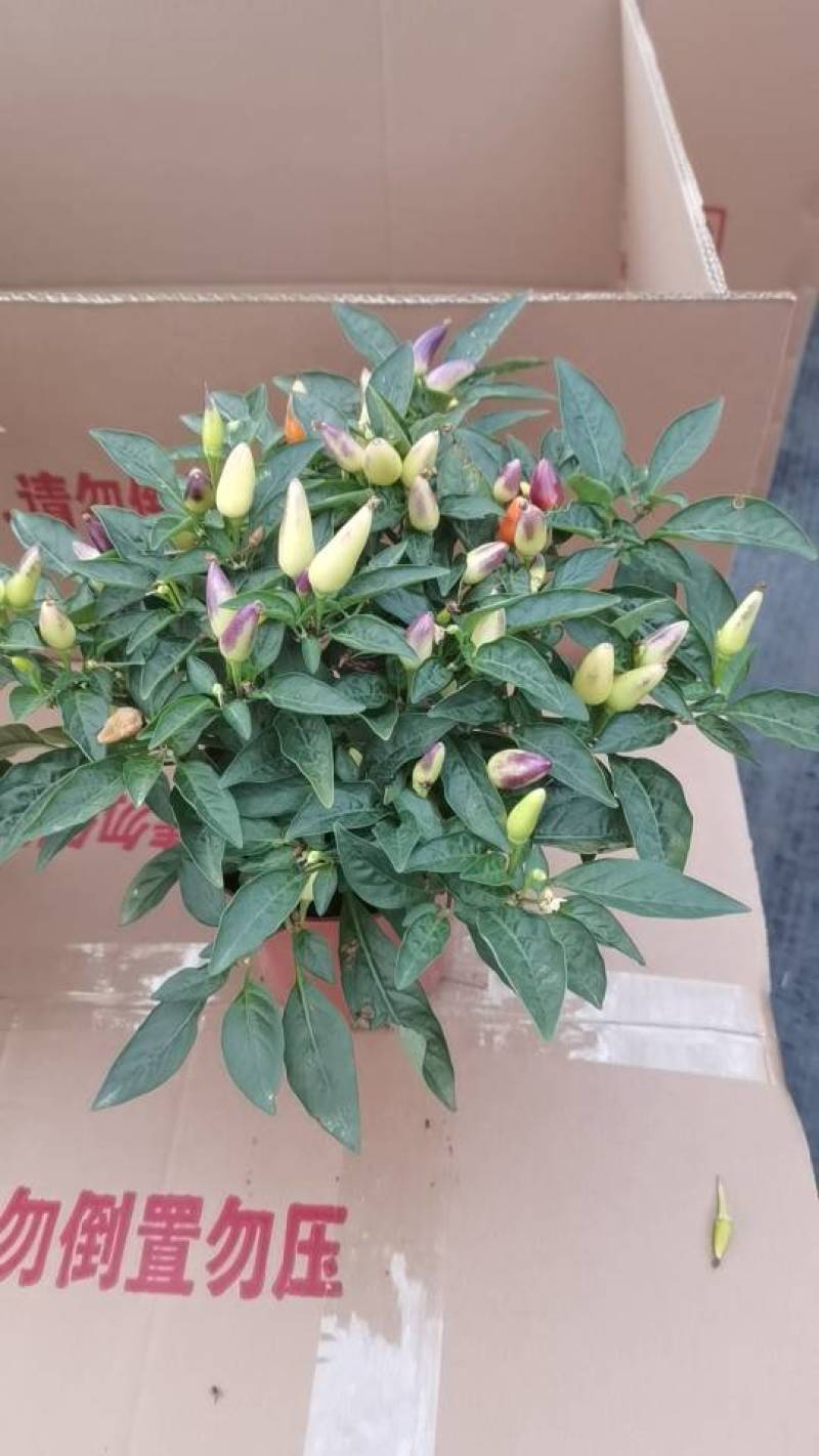 叶绿果多，株型平整，