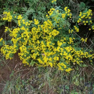 中草药