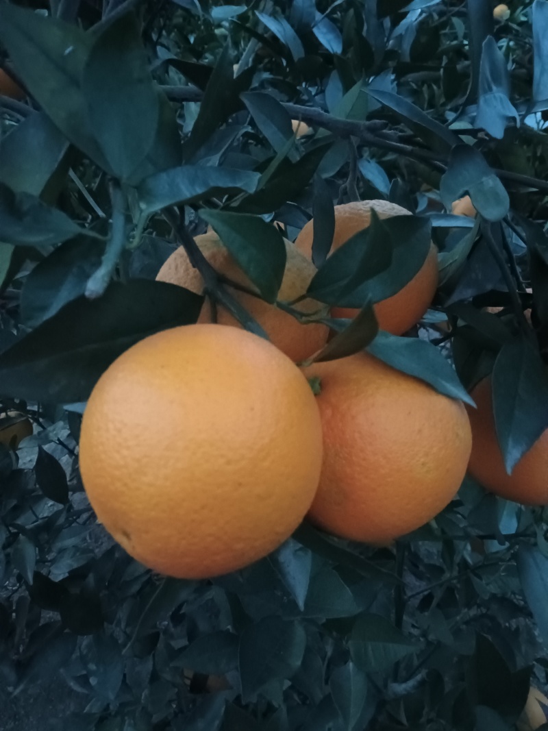 埃及糖橙60~65mm果味纯甜，味正口感好。