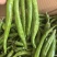 杭椒9号辣椒种子杭椒种子早熟后期不变形商品性好