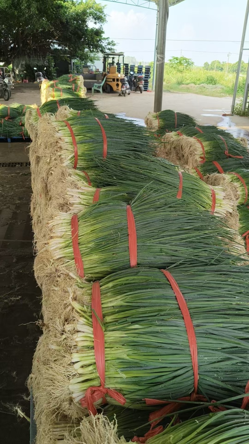 湛江无染色小葱专业做货质量保证大量供应