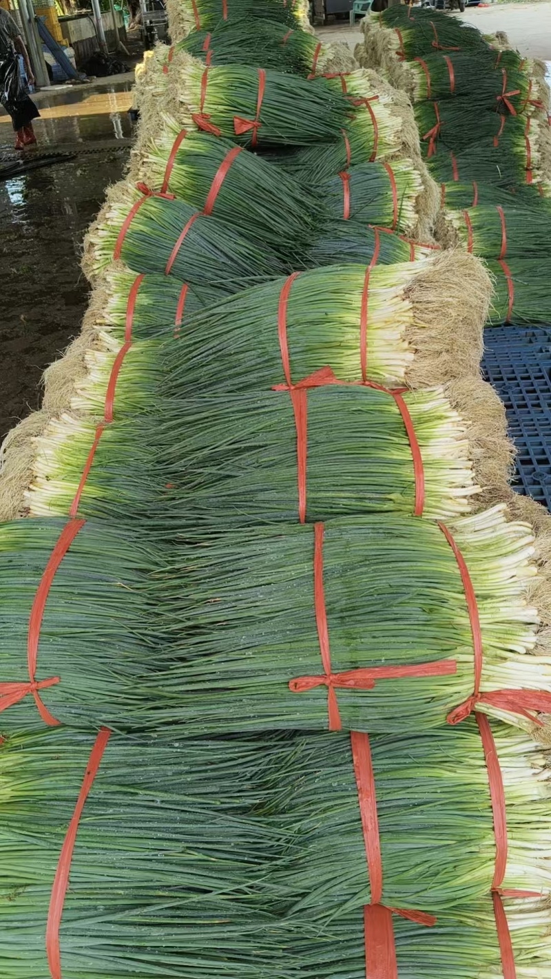 湛江无染色小葱专业做货质量保证大量供应