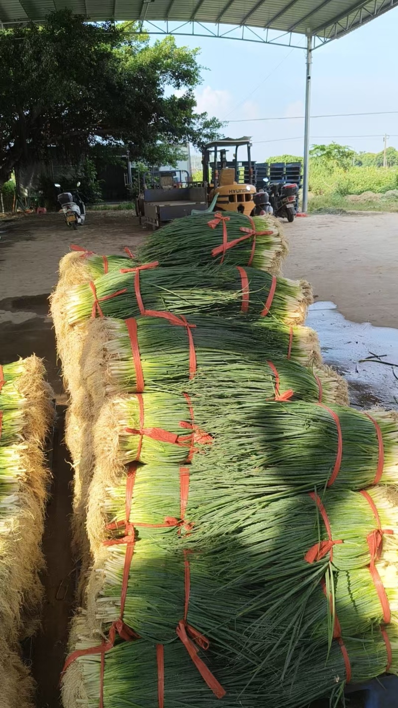 湛江无染色小葱专业做货质量保证大量供应