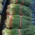 湛江无染色小葱专业做货质量保证大量供应