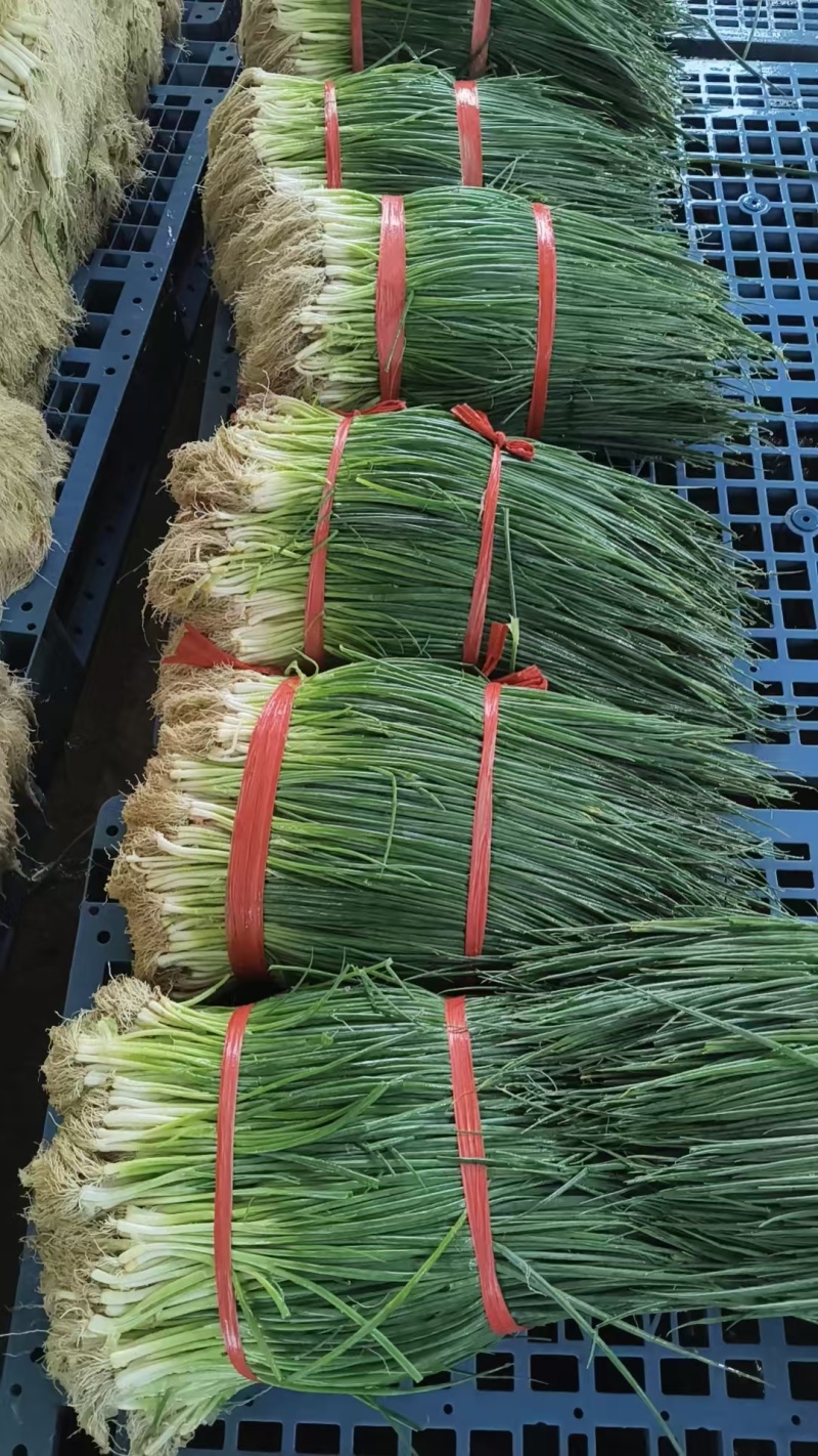 湛江无染色小葱专业做货质量保证大量供应