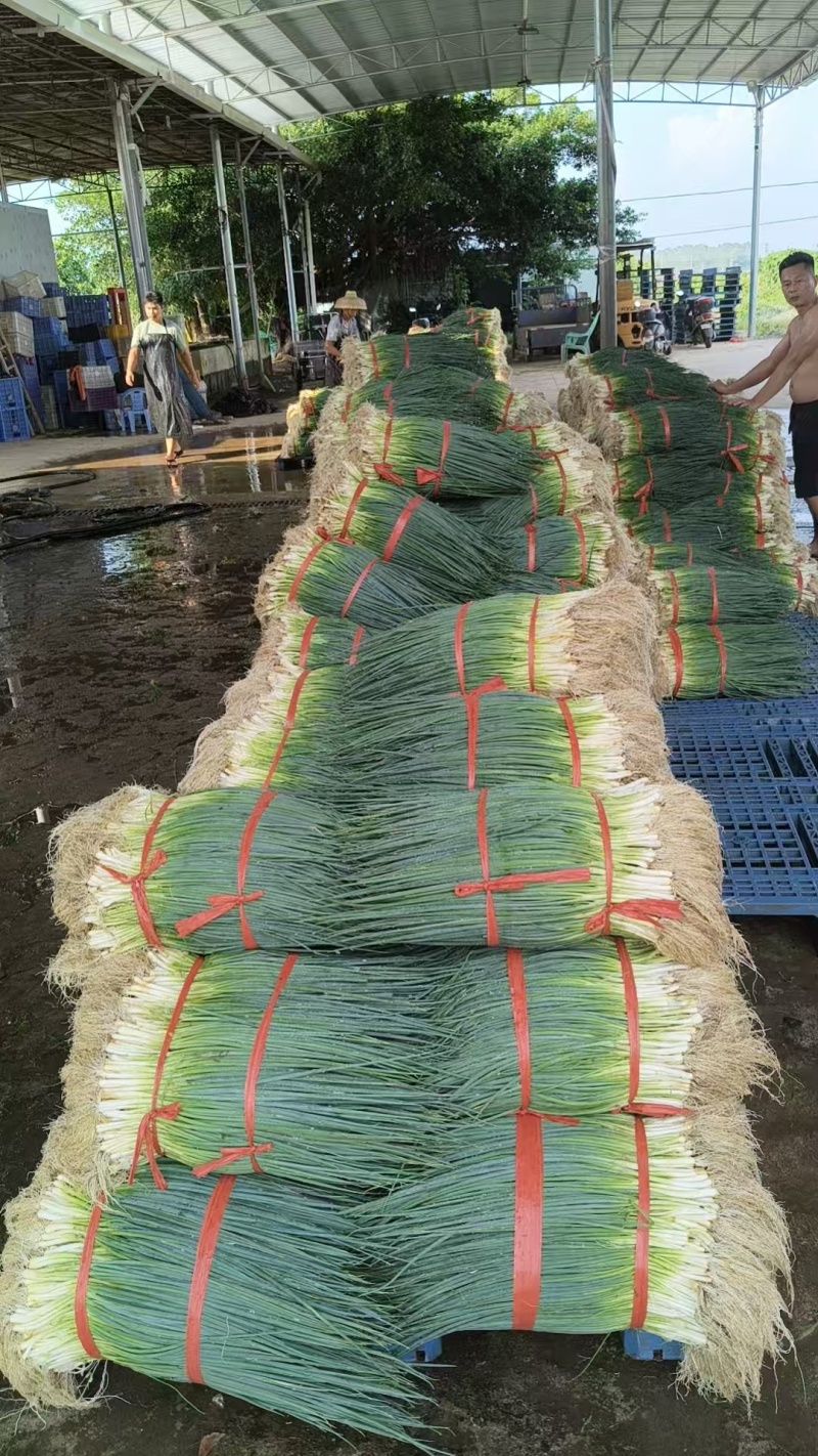 湛江无染色小葱专业做货质量保证大量供应