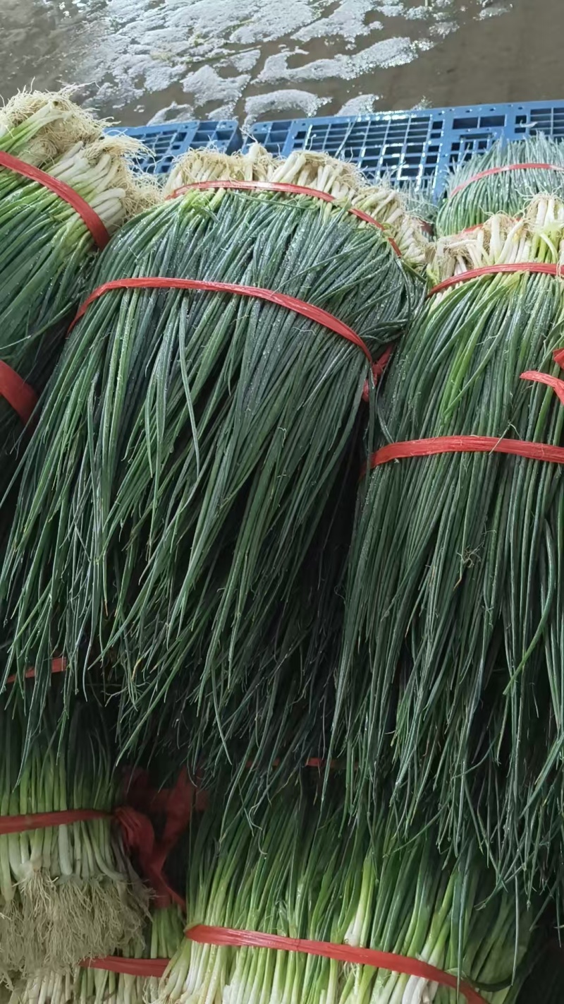 湛江无染色小葱专业做货质量保证大量供应